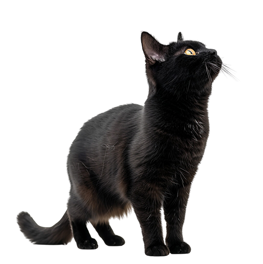 Kleo Cat about to Jump